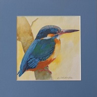 Ptak zimorodek akwarela na papierze