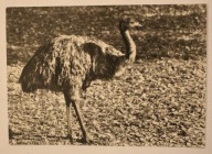 WARSZAWA. ZOO Miejski Ogród Zoologiczny. Emu, CZYSTA, RZADKOŚĆ