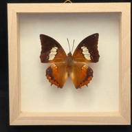 Motyl w gablotce Charaxes Bernardus Hierax