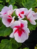 Pelargonia zonale-stojąca, White Splash