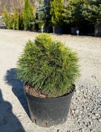 Sosna górska kosodrzewina Varella 20-25cm