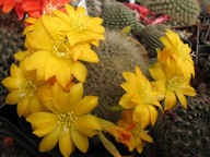 Kaktus ,Rebutia senilis v. kesselringiana
