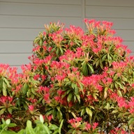 PIERIS JAPOŃSKI 'Forest Flame' | CZERWONE PRZYROSTY | ZMIENIA KOLOR