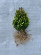 bukszpan, bukszpany 15-25 cm