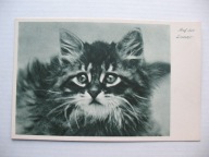 KOT KOTY NA CZATACH przedwojenna POCZTÓWKA
