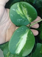 Hoya Hoja OBOVATA VARIEGATA cięta