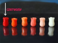 KORAL NATURALNY koralowiec KWIAT tulipan Czerwony