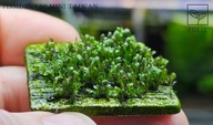 Fissidens sp. Mini Taiwan 10 gałązek od fibell