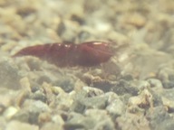 krewetki akwariowe schoco neocardina brązowe ,proszę czytać opis