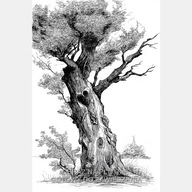 Drzewo szkic rysunek czarno biały stary dąb obraz na płótnie 58x85 art