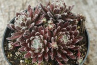 Rojnik - Sempervivum "Xerxes"
