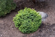 KOLEKCJONERSKA MINIATURKA Świerk serbski 'Rapi' Picea omorika