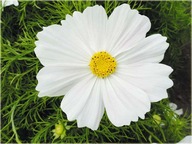 ONĘTEK BIAŁY SENSATION (KOSMOS BIAŁY) SADZONKA z golym korzeniem 100 szt