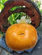 Pomidor Fireworks Orange (240) nasiona kolekcjonerskie