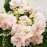 FIOŁEK AFRYKAŃSKI ### WATER MELON SNOW ### 1LIŚĆ