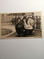 POZNAŃ 1950- ZOO- HIPOPOTAM