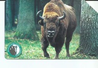 Karta nr. 1068 Żubr