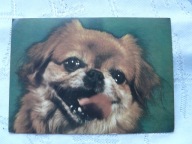 PEKINCZYK .,. ,.,.