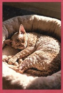 Kot kotek koty rasa harce kot w życiu człowieka pocztówka