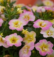 Calibrachoa M.Fam. Neo Fancy Francy SŁONECZNE PEŁNE KWIATY DO SKRZYNEK