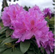 Rododendron ''Catawbiense Grandiflorum'' mrozoodporny i niezawodny