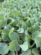 Kapusta wczesna pierwszy zbiór SADZONKA -rozsada zestaw 10 sztuk