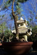 Sosna satelita tapix okaz 18 letnia na taras w misie inna