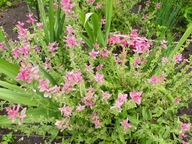 Szałwia Zielona Nasiona Naturalne 1g