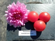 Pomidor Thessaloniki herirloom z Grecji nasiona kolekcjonerskie