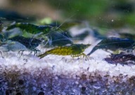 Zielone krewetki akwariowe dla poczatkujących Green Jade ciemne 10szt