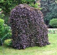 Buk pospolity Purple Fountain