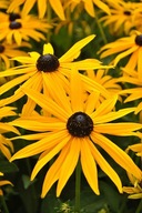 Rudbekia błyskotliwa Goldsturm- Rudbeckia fulgida sadzonka 2L