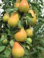 grusza KOLUMNOWA żółta