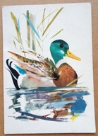 GRABIAŃSKI JANUSZ - DZIKA KACZKA - GRAFIKA AUTORSKA pocztówk z lat 60-ych