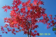 klon palmowy atropurpureum SK szczepiony krzewiasty inny