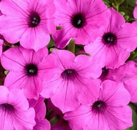 Petunia Supertunia VISTA JAZZBERRY