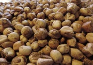 Orzechy laskowe łuskane własna plantacja POLSKIE zbiór 2025 1kg