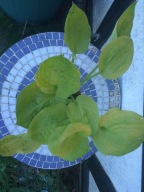 Funkia 'Post-It' Hosta