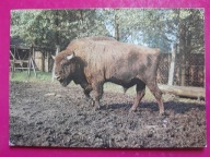 Żubr Jankowice k. Pszczyna KAW 1976 (748d)