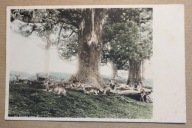 Japonia Nara Kasuga – jelenie pocztówka kolorowana ok. 1910 Japan vintage