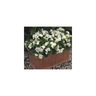 Begonia semperflorens ASCOT WHITE ZESTAW 10 SIEWEK PIĘKNE KWIATY białe