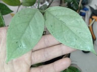 Hoya Hoja CORIACEA SILVER cięta