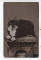 Kot, Koty, 1909r., -85