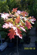 dąb czerwony szczepiony płaski karłowy pienny inny