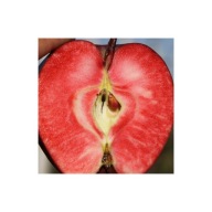 Jabłoń CZERWONOMIĄŻSZOWA – deserowa, słodka i aromatyczna