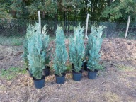 Cyprysik Columnaris 120cm