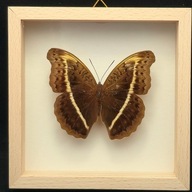 Motyl w gablotce Cymothoe Egesta Confusa