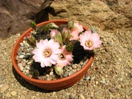 Kaktus ,Rebutia, Mediolobivia odehnalii SE 109