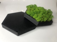 3 Zestawy zrób to sam, sześciokąt z Mchem Chrobotkiem - DIY