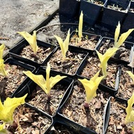 Funkia 'White Feather' W DONICZCE; Białe liście (Hosta) P13